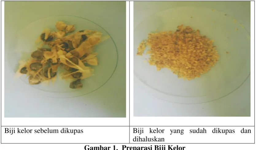 Gambar 1.  Preparasi Biji Kelor 