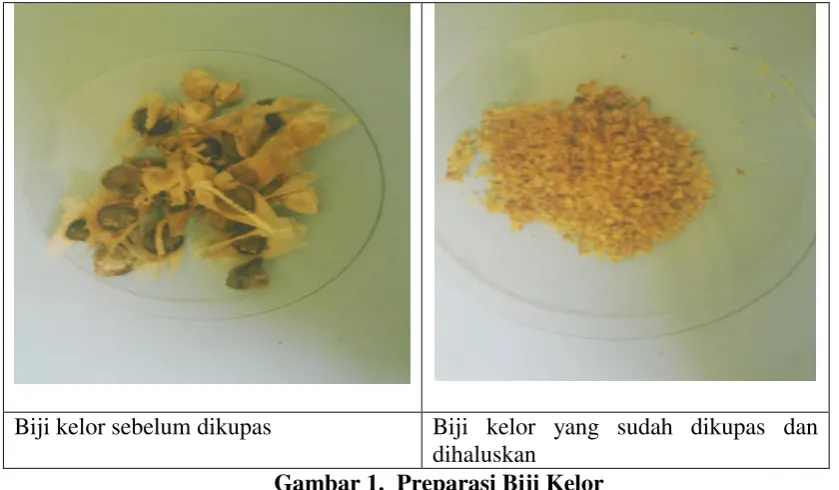 Gambar 1.  Preparasi Biji Kelor 
