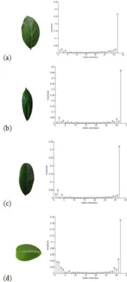 Gambar  4  Histogram  Fourier  descriptor  citra  daun  (a)  avokad,  (b)  kepel,  (c)  bisbul dan (d) jamblang
