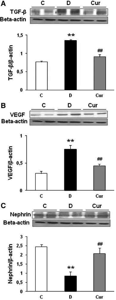 Fig. 5. Representative Western blots and group data depicted protein abundance ofTGF-β (A), VEGF (B) and nephrin (C) in the renal tissues of diabetic rats, curcumin-treated diabetic rats and control nondiabetic rats