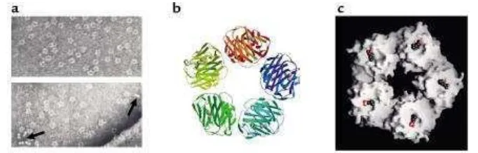 Gambar 2.5. Struktur molekul dan morfologi CRP. (a). Dengan mikrograf 