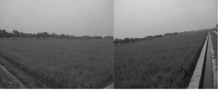 Gambar 3. Lahan sawah Abadi di Desa Sangkanhurip  Kecamatan Katapang Kabupaten Bandung Gambar 4