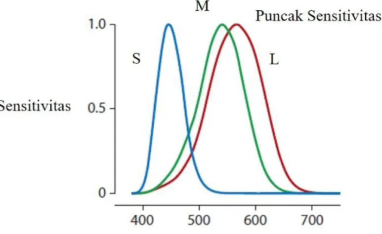 Gambar 2. Kurva sensitivitas spektral pada sel kerucut S, M, L            Dikutip dari: Horwitz, Gregory D