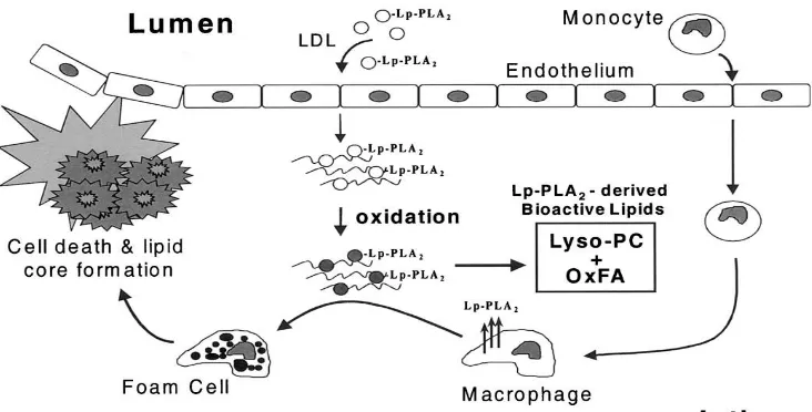 Gambar 8. Postulat peran Lp-PLA2 dalam aterogenesis (Leach et al., 2001) 
