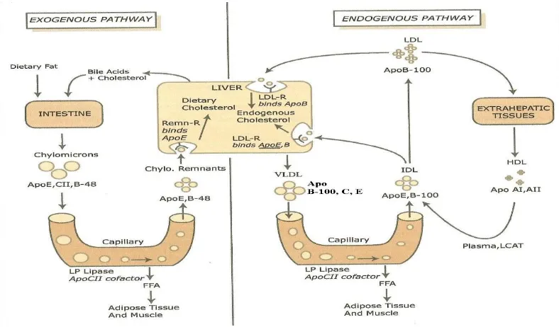 Gambar 2. Metabolisme lipoprotein.  