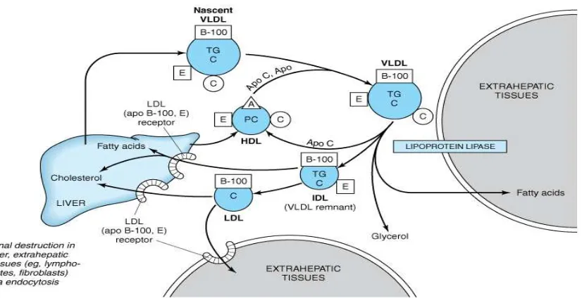 Gambar 4. Metabolisme VLDL dan LDL. A, apoA; B-100, apoB-100; C, apoC; E, apoE; TG, trigliserida; C, kolesterol dan kolesteril ester; P, fosfolipid; LRP, LDL receptoe-related protein; HL, hepatic lipase; VLDL, very low density lipoprotein; IDL, intermediat