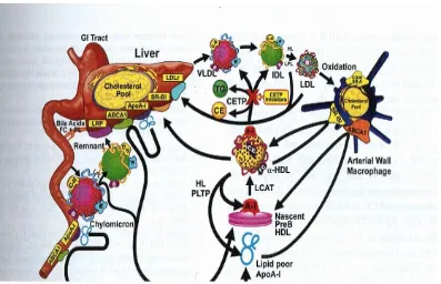 Gambar 5. Peranan  scavenger receptor pada metabolism LDL dan HDL. LDL dan HDL padat diuptake oleh hepar melalui SRB-1 dan LDLr