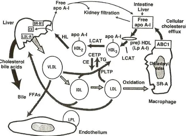 Gambar 6. Jalur sintesis dan katabolisme HDL. Sintesis dan katabolisme HDL  perantara reseptor SR-B1, (b) Mempertukarkan cholesteryl ester (CE) dengan terjadi di usus dan hepar