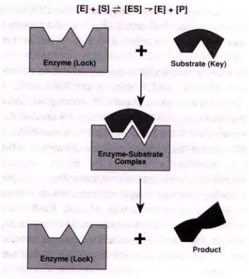 Gambar 3. Reaksi Enzim dan Substrat[14]