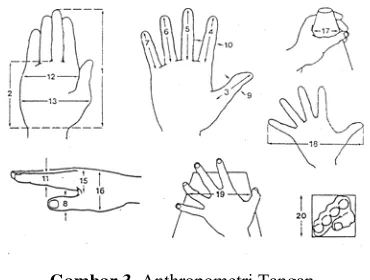 Gambar 3. Anthropometri Tangan 