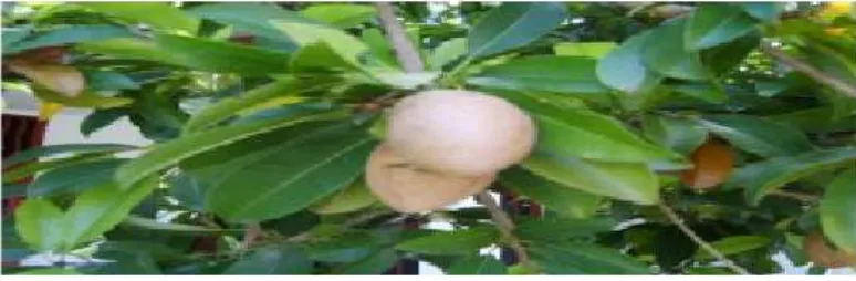 Gambar 2.1 Daun dan buah sawo 