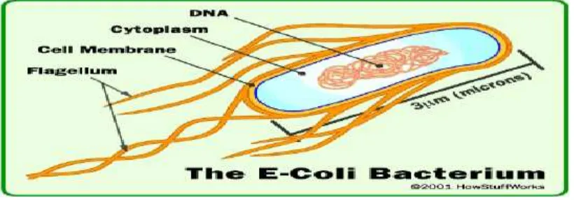 Gambar 2.4 Sel bakteri Staphylococcus aureus