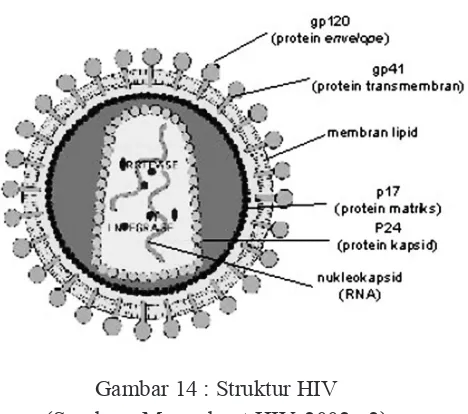 Gambar 14 : Struktur HIV