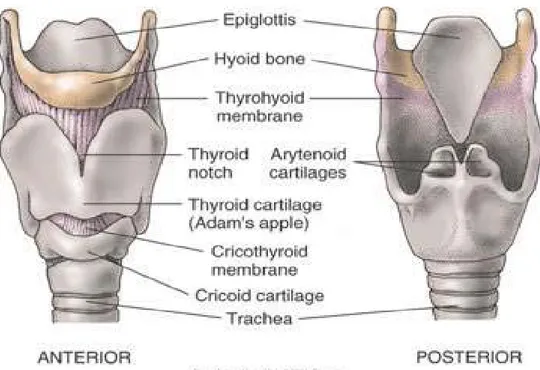 Gambar 2.1: Kerangka laring :Anterior view dan Posterior view 8 2.1.2.1. Cartilago thyroidea
