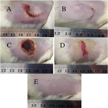 Tabel 1. Persentase kontraksi luka bakar derajat II A pada tikus putih pada berbagai kelompok perawatan luka   