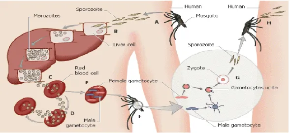 Gambar 2.1. Siklus Hidup Plasmodium  Sumber :CDC, Life Cycle of the Malaria Paraite 
