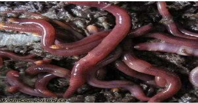 Gambar 5. Cacing Lumbricus rubellus Pada umumnya cacing tanah membutuhkan kelembaban yang cukup, dan 