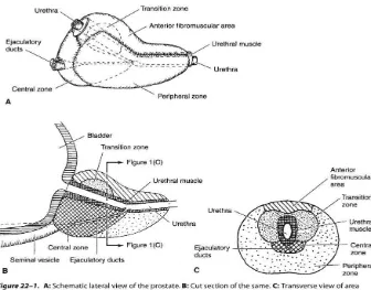 Gambar 2.2. Anatomi Kelenjar Prostat (modifikasi dari Cooperberg, 2013) 