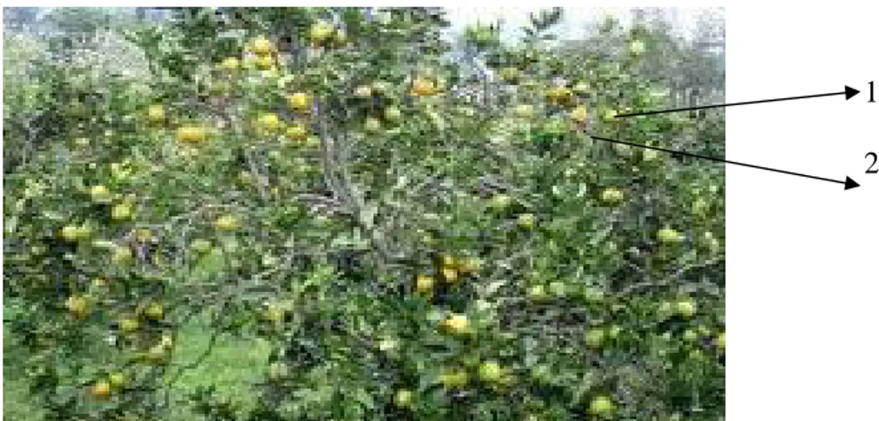 Gambar 6 : Pohon jeruk manis asal kec. Topoyo kab. Mamuju Provinsi Sulawesi  barat 