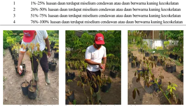 Tabel 2. Klasifikasi skala serangan Colletotrichum sp. pada daun 