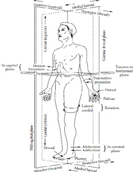 Gambar 3.1. Standard Anatomical Posture dengan Gambaran  Pergerakan Utama 