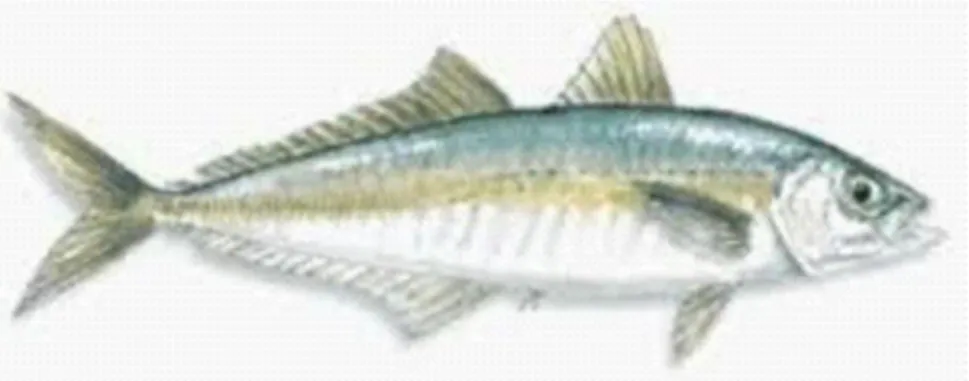 Gambar 1. Ikan Layang (Decapterrus ruselli) 