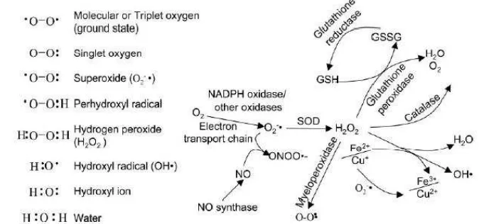 Gambar 2.7 Molekul ROS, Reaksi Formasi dan Detoksifikasinya 
