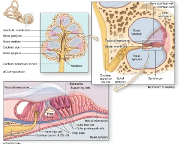 Gambar 2.1 Anatomi Koklea dan Organ Korti 