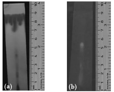 GAMBAR 1. Profil noda infus kelopak Rosella dengan fase gerak butanol:asam asetat:air (4:1:5), (a) diamati pada UV 254 nm dan (b) UV 366 nm