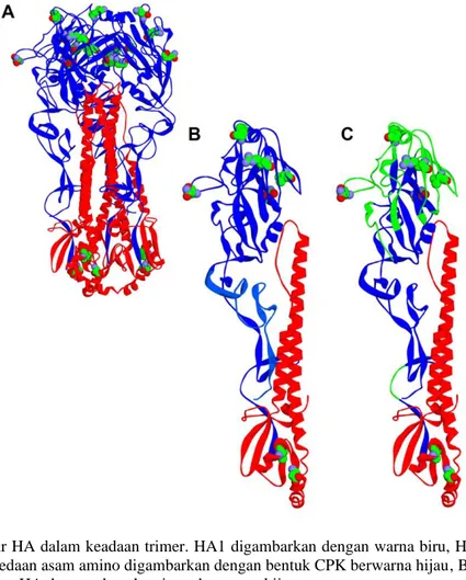 Gambar 2. A) Struktur HA dalam keadaan trimer. HA1 digambarkan dengan warna biru, HA2 digambarkan dengan  warna merah, dan perbedaan asam amino digambarkan dengan bentuk CPK berwarna hijau, B) Struktur monomer HA,  dan C) struktur monomer HA dengan daerah 