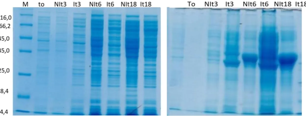 Gambar  5. Ekspresi HA1 pada transforman  Escherichia coli  BL21(DE3) dengan pET28a-HA1 yang diinduksi oleh  IPTG pada suhu 37  o C dengan waktu T0, T3, T6, T18 pasa induksi