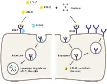 Gambar 2.5. Bersihan Lipid Patogen dari Sirkulasi