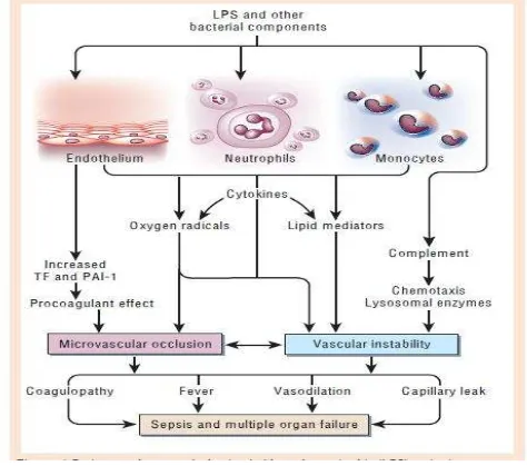 Gambar 2.3. Patogenesis Terjadinya Multiple Organ Failure dan Syok pada Sepsis