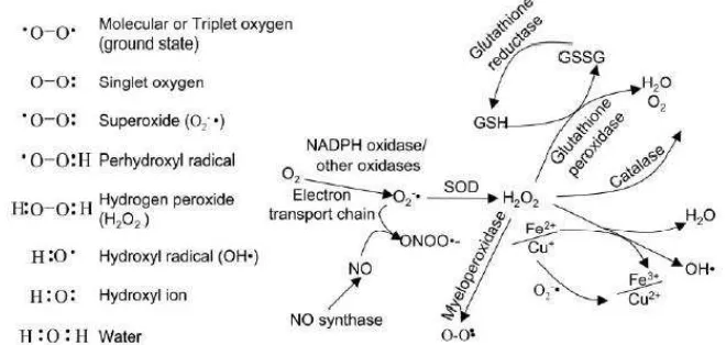 Gambar 2.7 Molekul ROS serta Reaksi Formasi dan Detoksifikasinya 