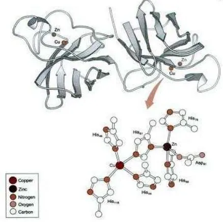 Gambar 2.9 Struktur Kimia Mn-SOD (SOD2) 