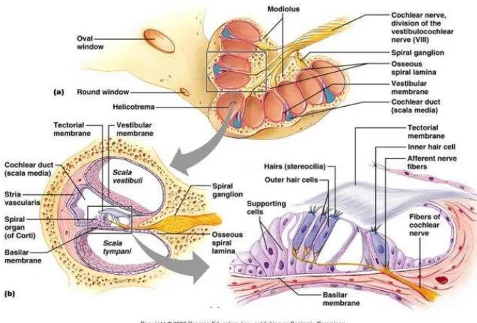 Gambar 2.1 Anatomi Koklea dan Organ Korti  