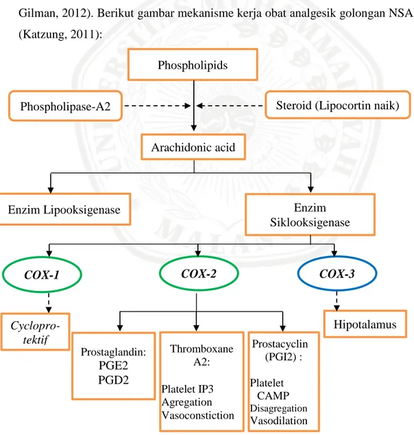 Gambar 2.5 Mekanisme Kerja Obat Parasetamol sebagai Analgesik dan  Antipiretik (Katzung, 2011) COX-2 COX-1 Prostaglandin: PGE2 PGD2 Thromboxane A2: Platelet IP3 Agregation Vasoconstiction  Prostacyclin (PGI2) : Platelet CAMP Disagregation Vasodilation Phos