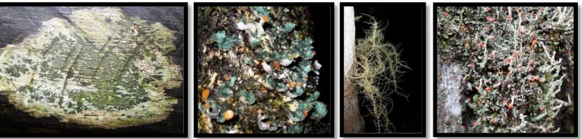 Gambar 1 Empat macam talus liken, dari kiri ke kanan: crustose (Graphidaceae), foliose (Peltigera), fruticose (Usnea), dan squamulose (Cladonia)