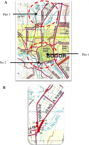Gambar 3 A. Lokasi plot 1, 2, dan 3 di Kota Bogor, B. Perbesaran plot 3 untuk menunjukkan lokasi pohon kenari di plot 3 (pohon 32, 33, 36, 37, 40, 41, 44, 45)