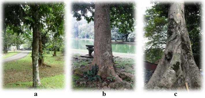 Gambar 4   Pohon kenari (Canarium spp.) yang digunakan dalam pengambilan data penelitian: a