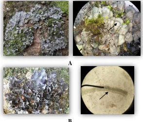 Gambar 8 Sianoliken yang ditemukan di plot 1: A. Coccocarpia (1) dengan annual rings pada lobusnya (tanda panah), B