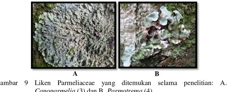 Gambar 9 Liken Parmeliaceae yang ditemukan selama penelitian: A. 