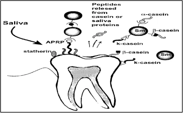 Gambar 4.  Pembentukan biofilm pada gigi melibatkan kasein susu dan protein saliva, αoral36 -, βmenghambat perlekatan (Sm) dan peptida yang dikeluarkan dari kasein  dapat menghambat pertumbuhan mikroorganisme  - dan ҡ -kasein Streptococcus mutans  