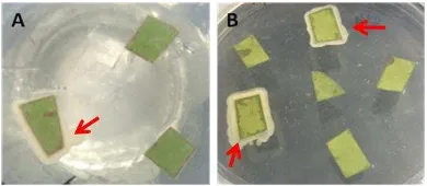 Figure 1.  Explants contamination prior to endophytic bacteria. A, Leaf discs underwent sterilization with bactericidal, fungicidal and NaOCl solution, cultured on MS basal medium; B, Leaf discs underwent sterilization with NaOCl but without bactericidal a