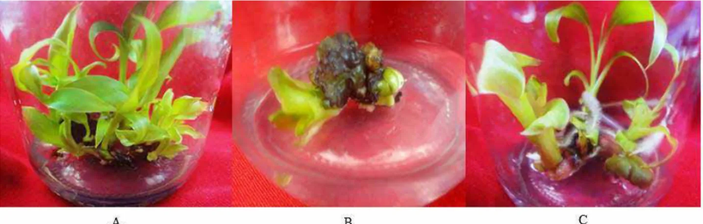 Gambar 4. Tunas pisang (A) Kepok, (B) Raja Bulu, dan (C) Kosta yang terbentuk pada media regenerasi  yang mengandung BA 2,253 mg/l, IAA 0,175 mg/l, dan asam askorbat 100 mg [Shoot formation 