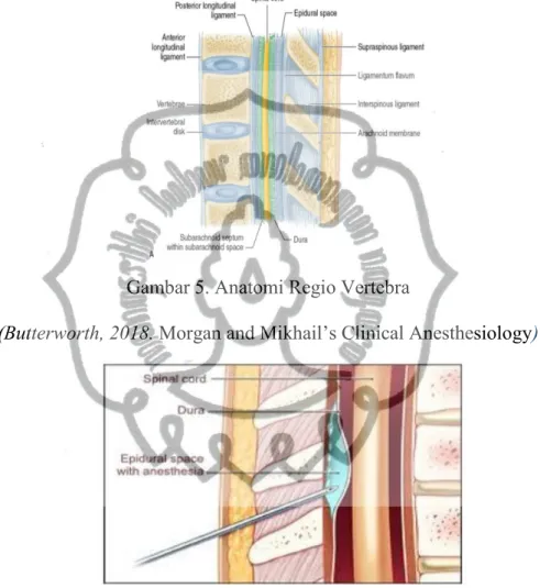 Gambar 5. Anatomi Regio Vertebra  