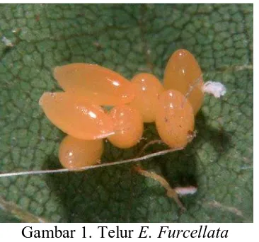 Gambar 1. Telur E. FurcellataSumber. http://www.en.wikipedia.org/wiki/egg_ E. furcellata 