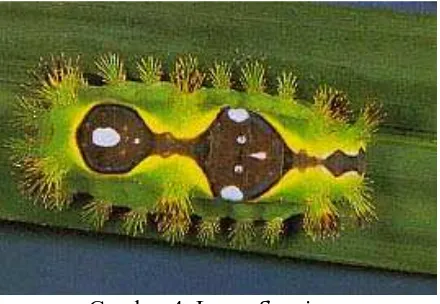 Gambar 4. Larva S. asigna Sumber. http://staff.unud.content_upload_pict 