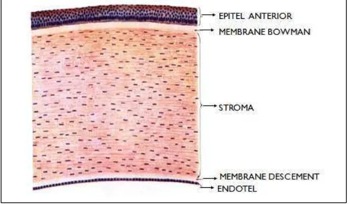 Gambar 1. Struktur mikroskopis lapisan kornea.10,11 