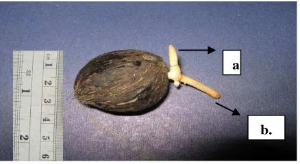 Gambar 1.Kecambah kelapa sawit (Elaeis guineensis Jaqc.) var. Dura Pasifera  umur 3 bulan dengan (a)